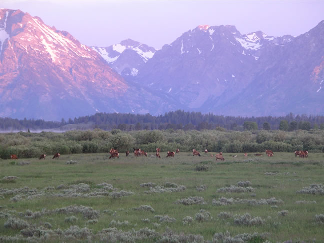 images/A- Mule deers enjoying the morning time. (5).jpg